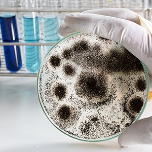 Toxic Mold Treatment Greenville: Mold Toxicity Doctor In Greenville
